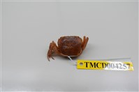 藏品(奧氏後相手蟹)的圖片